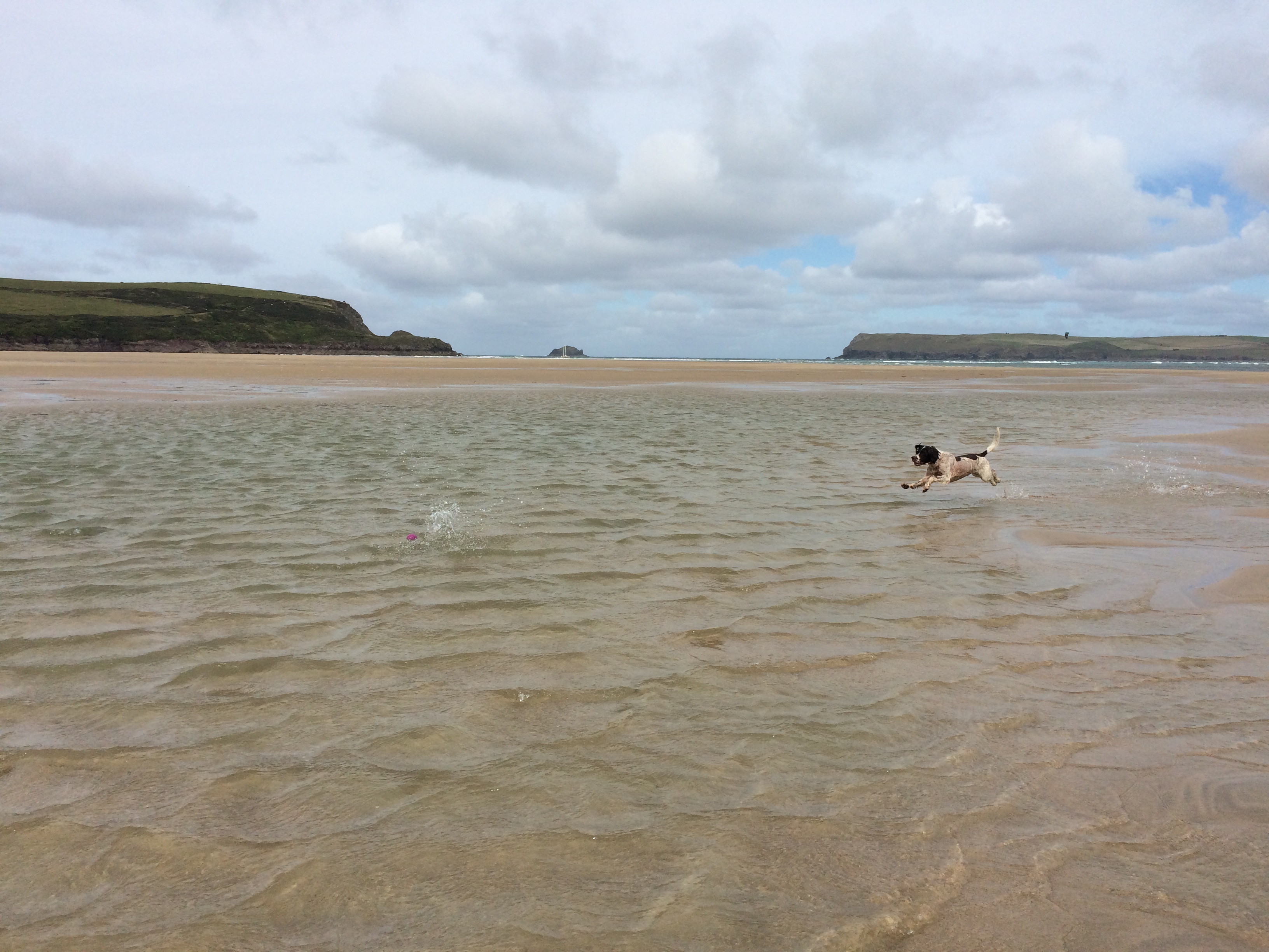 Dog beach sales walks near me